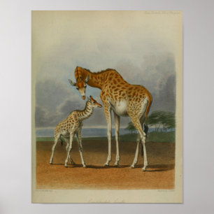 Vintage Giraffe with Calf Print African Savanna