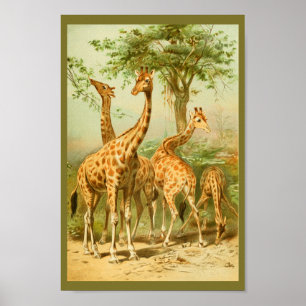 Vintage Giraffes Eating Leaves Animal Art Print