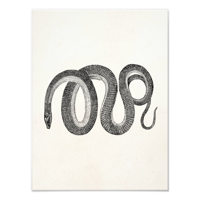 Vintage Glass Snake - Reptile Template Blank Photo Print (Front)