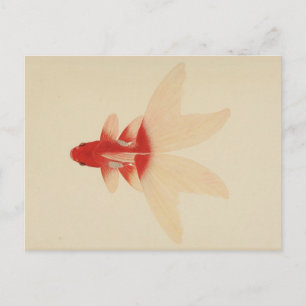 Vintage Gold Fish Postcard