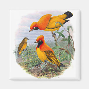 Vintage Golden Bird Of Paradise - Magnet