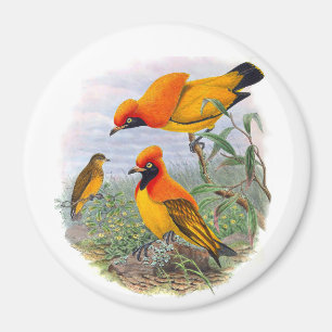 Vintage Golden Bird Of Paradise Magnet