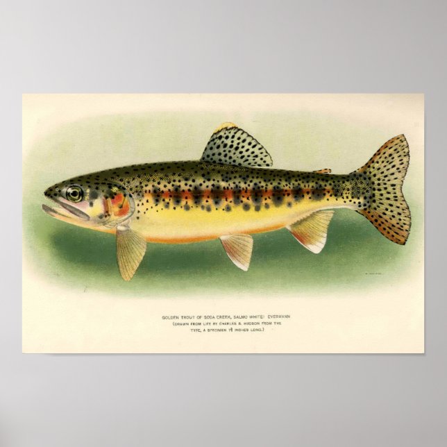 Vintage Golden Trout Art Poster (Front)