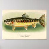 Vintage 1800s Angling Fly Fishing Flies Lures Lure Poster