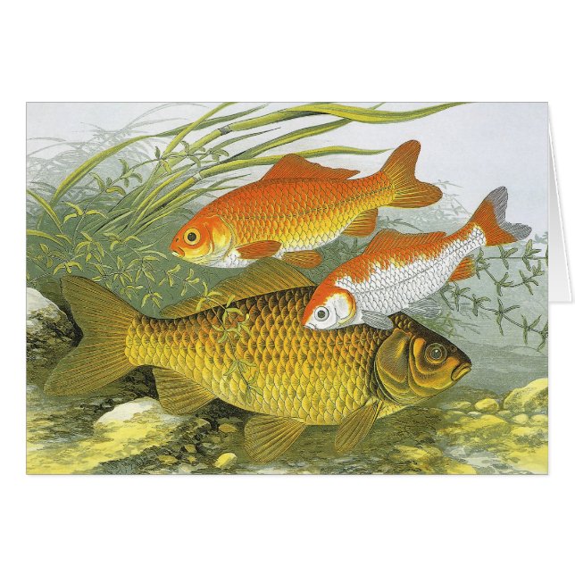 Vintage Goldfish Koi Fish, Marine Aquatic Sea Life (Front Horizontal)