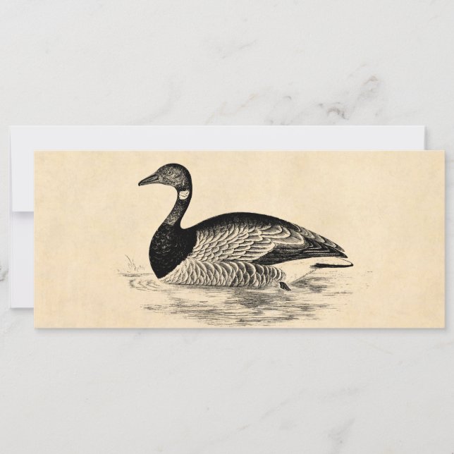 Vintage Goose Illustration - 1800's Geese Template (Front)