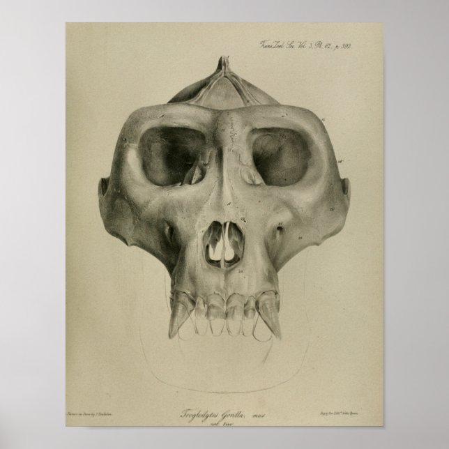 Vintage Gorilla Skull Anatomy Print Veterinary (Front)