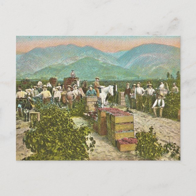 Vintage Grape Harvest Postcard (Front)