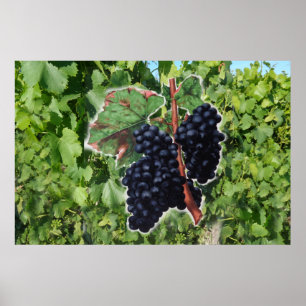 vintage grape poster