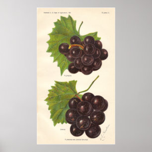 Vintage Grapes Poster