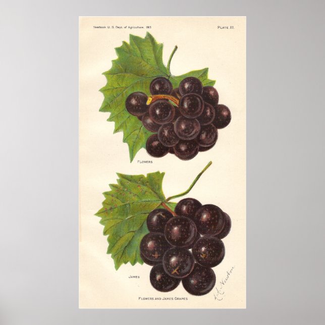 Vintage Grapes Poster (Front)