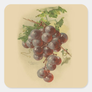 Vintage grapes square sticker