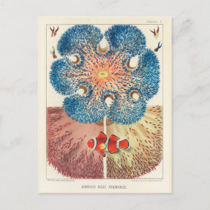 Vintage Great Barrier Reef Anemones Carol Fish Postcard