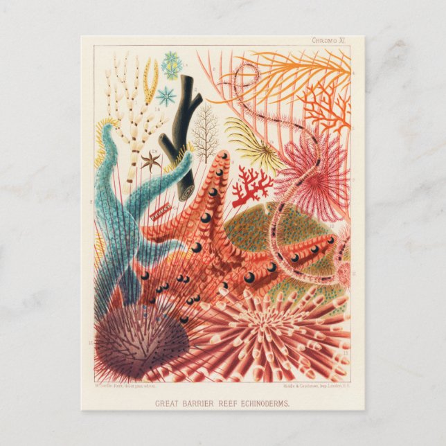 Vintage Great Barrier Reef Australia Echinoderms Postcard (Front)