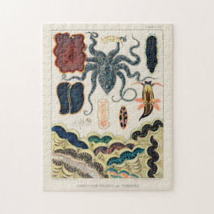 Vintage Great Barrier Reef Molluscs and Planarians Jigsaw Puzzle