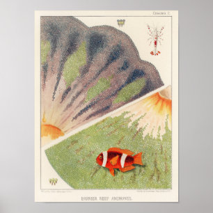 Vintage Great Barrier Reef of Australia Anemones Poster