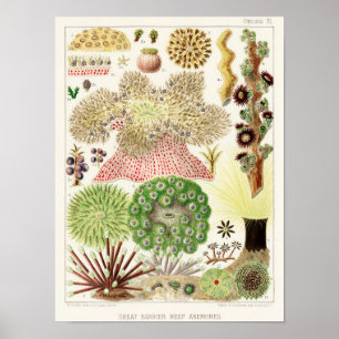 Vintage Great Barrier Reef of Australia Anemones Poster
