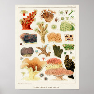 Vintage Great Barrier Reef of Australia Corals Poster