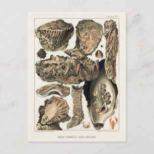 Vintage Great Barrier Reef of Australia Oysters Postcard