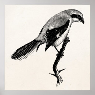 Vintage Great Grey Shrike Bird Illustration Poster