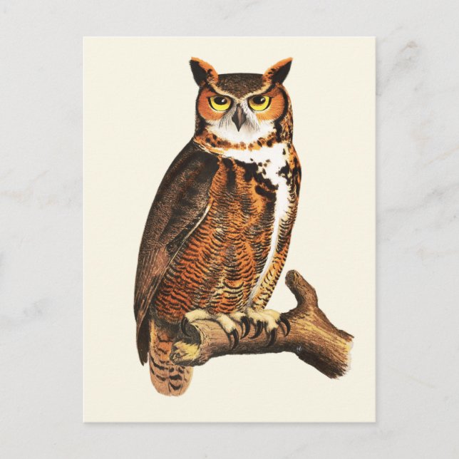 Vintage great horned owl drawing postcard (Front)