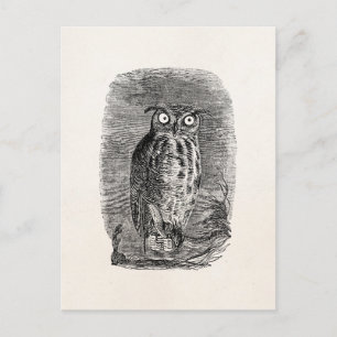 Vintage Great Horned Owl Halloween Owls Postcard