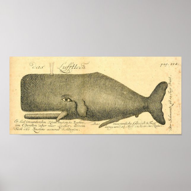 Vintage Great Whale Illustration Art Poster (Front)