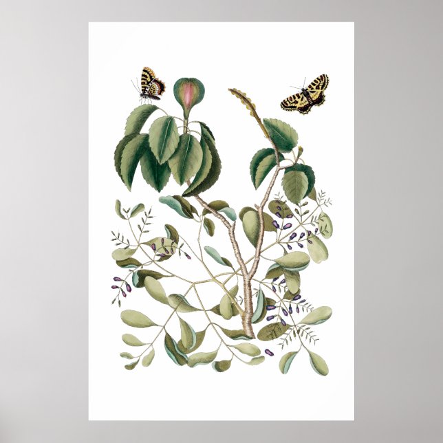 vintage green botanical poster (Front)