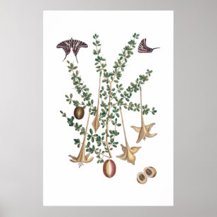 Vintage green botanical poster