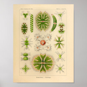 Vintage Green Colour Ernst Haeckel Print Sea Life