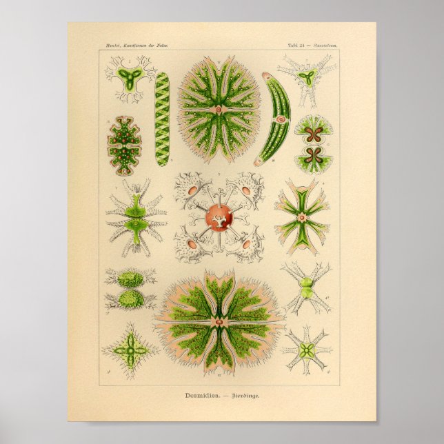 Vintage Green Colour Ernst Haeckel Print Sea Life (Front)