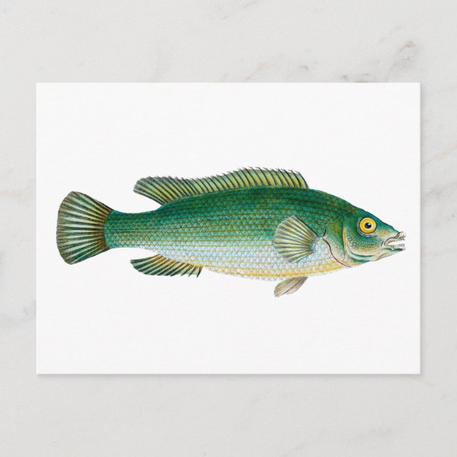 Vintage Green Fish Postcard (Front)
