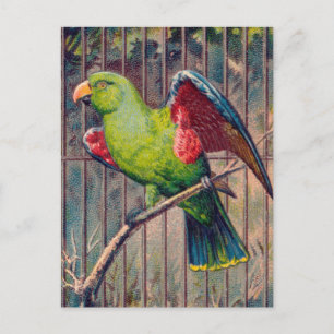 Vintage Green Parrot Print Postcard