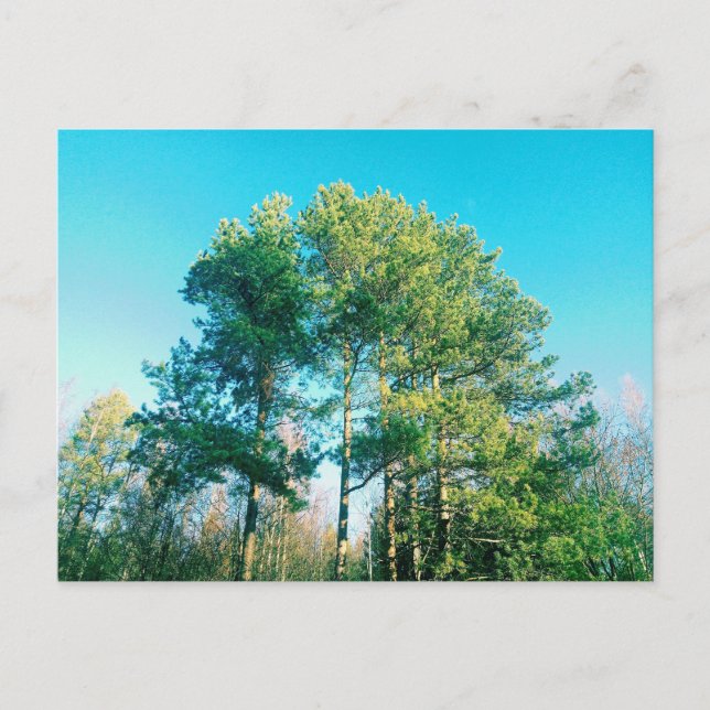 Vintage Green pine trees Postcard (Front)