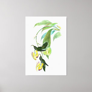 Vintage Green Sickle Bill Hummingbird Canvas Print