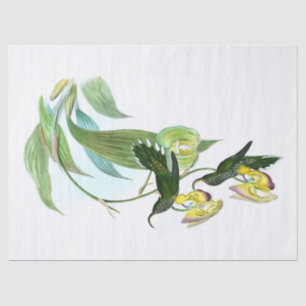 Vintage Green Sickle Bill Hummingbird Decoupage Tissue Paper