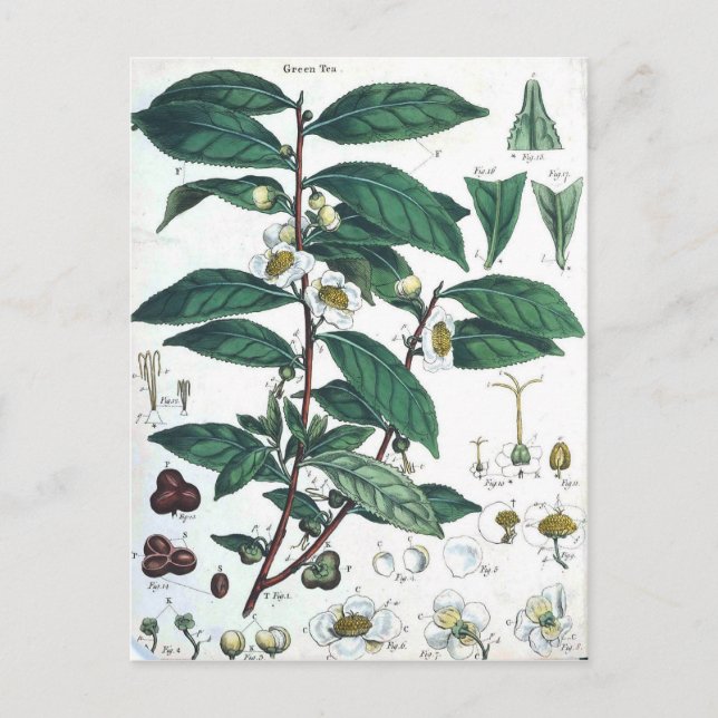 Vintage Green Tea Botanical Print Postcard (Front)