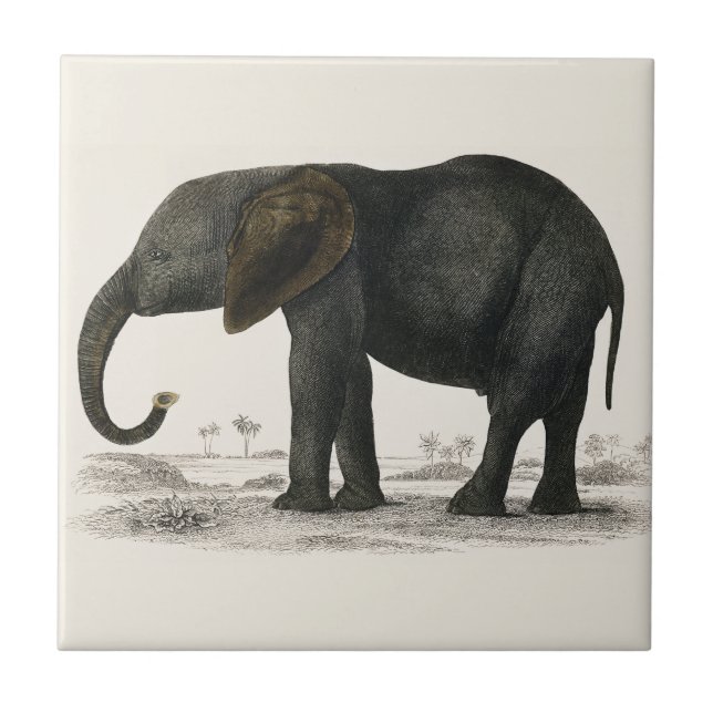 Vintage Grey Elephant (1848) by Oliver Goldsmith Tile (Front)