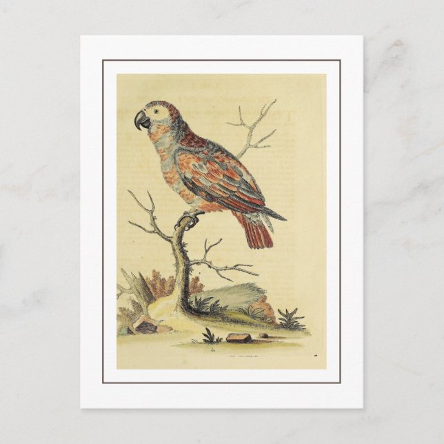  Vintage Grey Parrot Bird Postcard (Front)