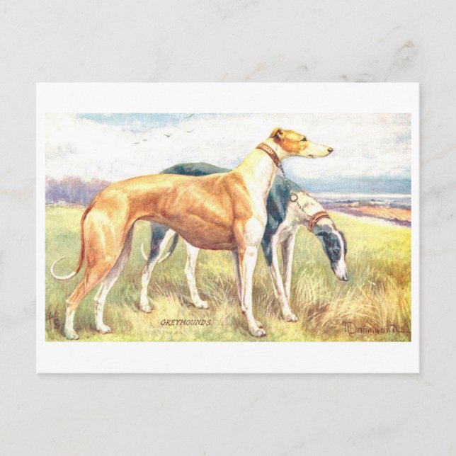 Vintage Greyhound Postcard (Front)