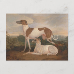 Vintage Greyhounds Postcard