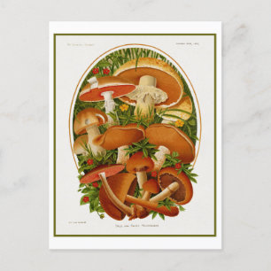 Vintage Group of Mushrooms Postcard