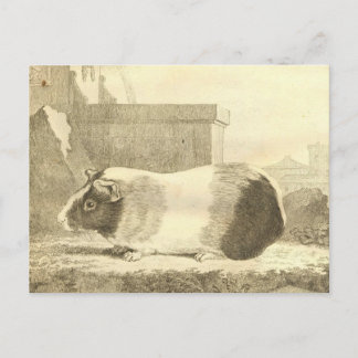 Vintage Guinea Pig Postcard