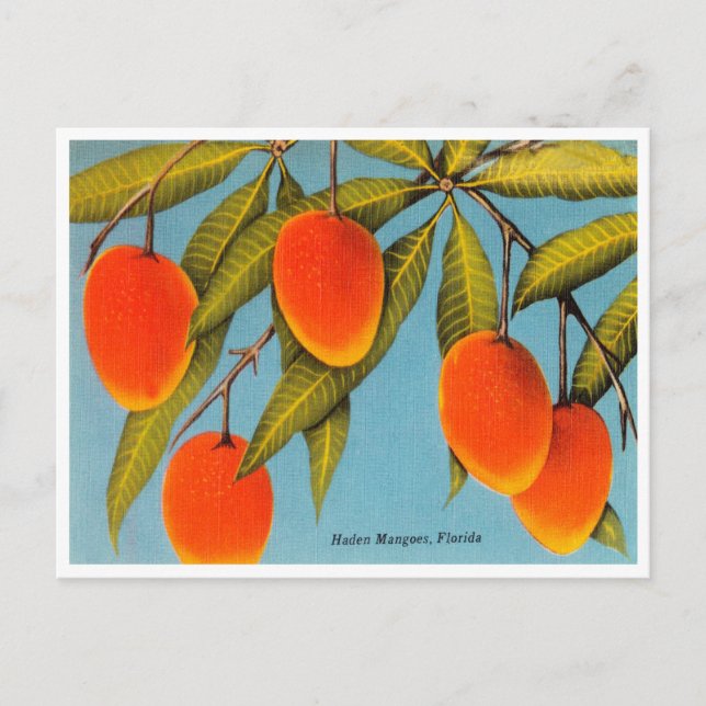 Vintage Haden Mangoes, Florida Travel Postcard (Front)
