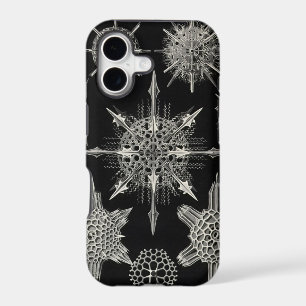Vintage Haeckel
