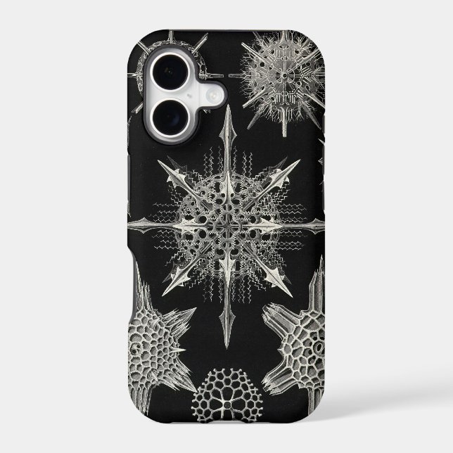 Vintage Haeckel (Back)