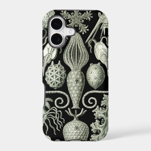 Vintage Haeckel