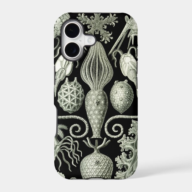 Vintage Haeckel (Back)