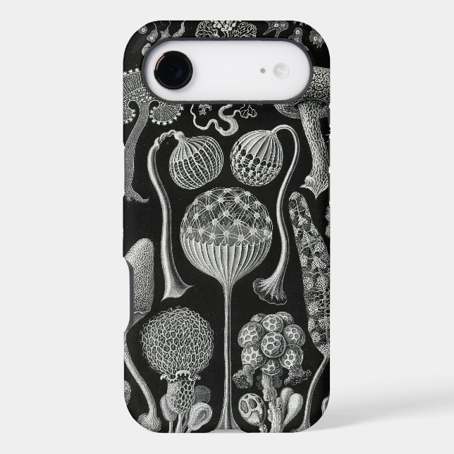 Vintage Haeckel (Back)