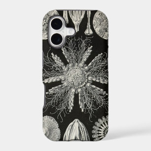 Vintage Haeckel
